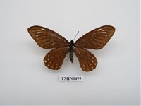 藏品(黃星斑鳳蝶)的圖片
